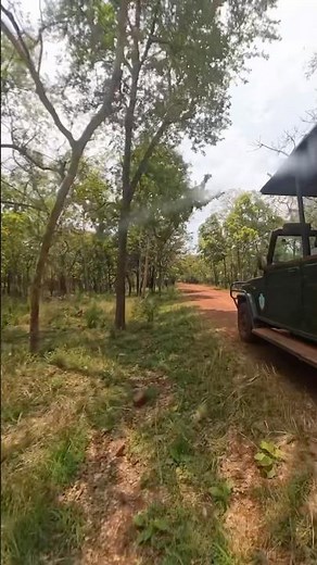 Srisailam Jungle Safari Adventure | Tiger Reserve Exploration