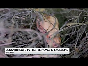 DeSantis seeks continued funding for python removal program