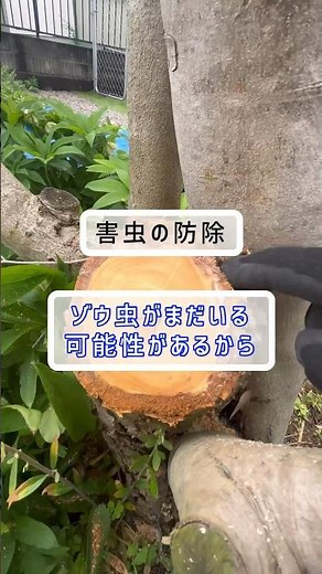 🫒大切なオリーブ🫒の害虫対策と樹勢回復作業#庭師のVlog #グリーンアドバイザー