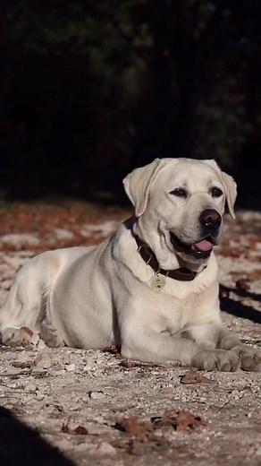 . . Louie An English Labrador in the American countryside. 🇺🇸 🏴󠁧󠁢󠁥󠁮󠁧󠁿 . sire to our current puppies #englishlabradorretriever | Hickory Bluff Labradors LLC