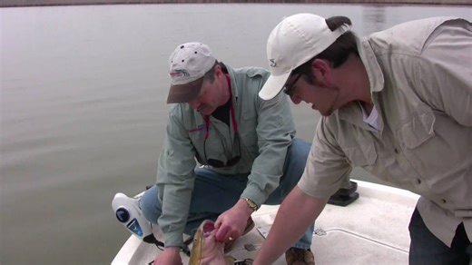 Catfish fishing - secrets, tricks, and tips to catching big catfish - part 2!