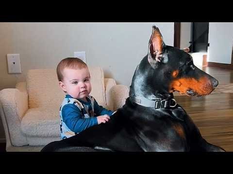This 100lb Doberman Hasn't Left This Baby's Side in 14 Months—What He Did at 3AM Proves Why