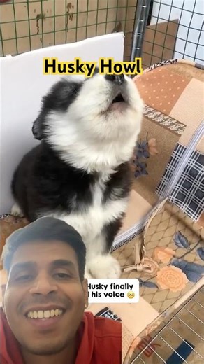 Husky Puppy Howling for the First Time🐶|Cute Husky First Howl #husky #siberianhusky #viral #shorts