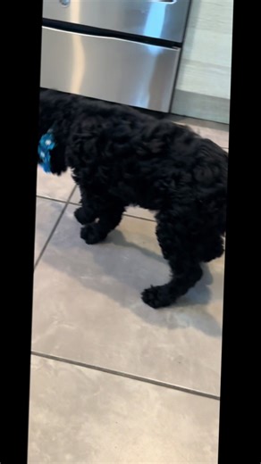 Understanding Black Standard Poodles: A Playful Guide