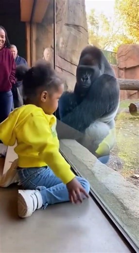 Gorilla Yawns Back 😴
