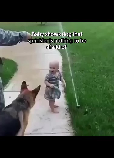 Yes, dogs can recognize babies and often show an understanding of their presence. While dogs may not comprehend the concept of a ``baby'' in the same way humans do, they can perceive the different sounds, smells, and behaviors associated with infants.