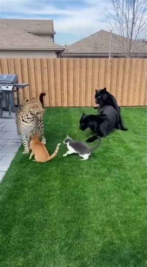 Our Cats Made Some... VERY Big New Friends