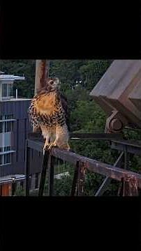 Final Cornell Hawks Nestling Fledges Just Before Sunset