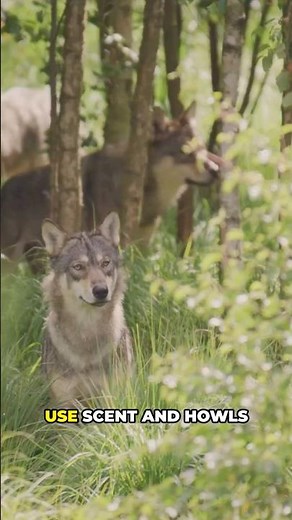 How Wolves Live in the Wild | Life of the Wolf Pack