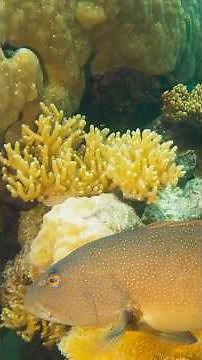 To learn how to catch Coral Trout, you need to know their habitat, and understand their behaviour🎣