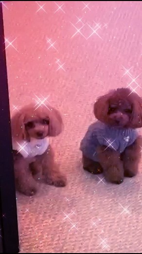 ツンデレのエマたん#手越祐也 #手越くん #手越祐也のオタク #エマティファ #えだたん#エマ