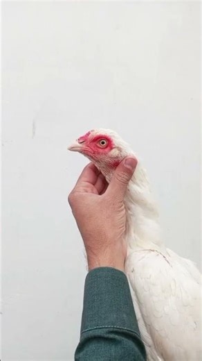 aseel fighter rooster video kala java lakha peela white parrotbeak #aseel #rooster #parrotbeak