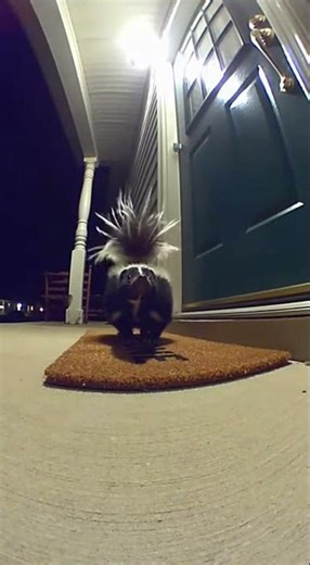Skunk's Surprising Warning on the Porch