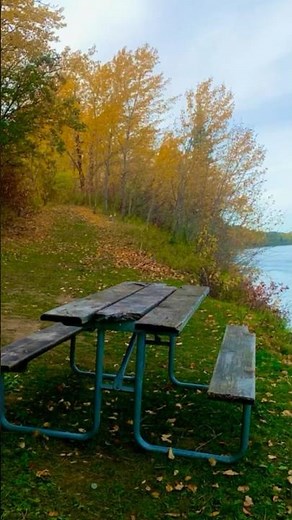Golden Fall Trails by Saskatchewan River 🍂🌅 #FallColors #NatureVibes #RiverMagic