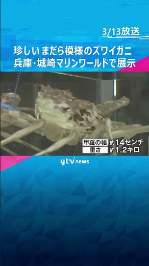 【珍しい】17年ぶり！白と茶色のまだら模様のズワイガニ 城崎マリンワールドで展示 #shorts #読売テレビニュース