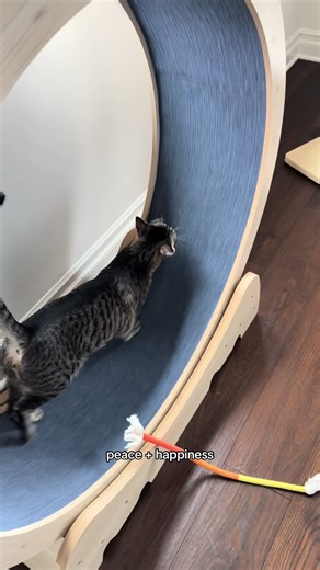 Tiger loves his new wheel! #cat #meow #tiger #fy #catsoftiktok