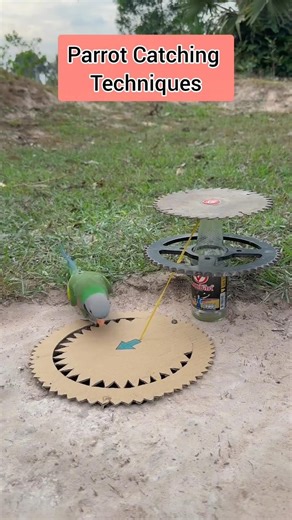 Parrot Catching Techniques #comedy #funny #birds