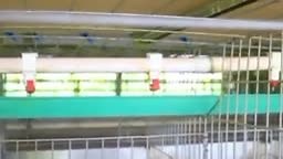 22 reactions | Formation en ligne sur l'élevage des poules pondeuses et poulet de chair le 22 juillet pour vous inscrire écrivez nous sur WhatsApp au+22964619940 Agroconseil ong | Agroconseilong | Facebook