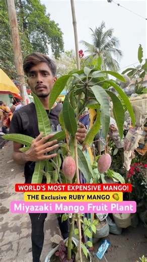 WORLD’S MOST EXPENSIVE MANGO! 🤑🥭 Miyazaki at Bapon Nursery