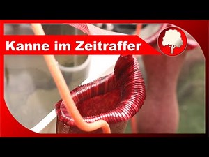 New pitcher TIME LAPSE - Nepenthes grows new pitcher - pitcher plant