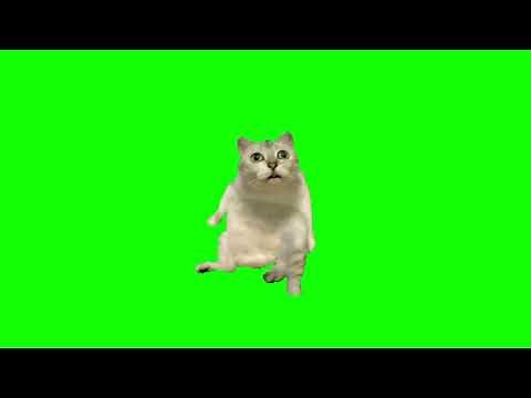 【猫ミーム素材】MUR 猫 ボケェ～ ぼぉ～っと cat meme #猫ミーム #素材 #動画編集