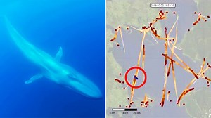 Alarmierende Animation zeigt, wie gefährlich eine Woche im Leben eines Blauwals ist