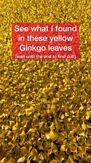 The yellow color of the Ginkgo leaves in the fall must be the brightest, most vibrant, and more uniform yellow color that you can see in any tree out there. . I had been observing this particular tree for a while and the day that I recorded this video the tree was finally starting to lose its leaves. One windy day later, all its leaves were gone! . The vein pattern of the Ginkgo leaf is so unique and beautiful. No other plant has such a vein pattern. This is because Ginkgos are living fossils. T