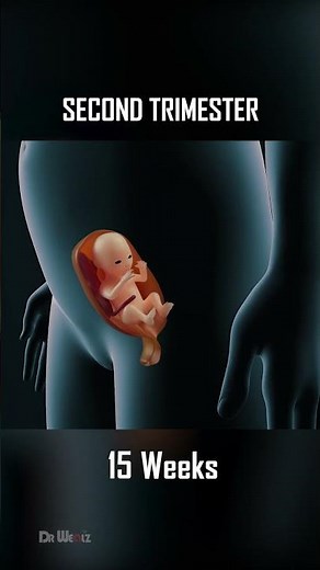 Fetal Development, 0 - 40 Weeks of Pregnancy