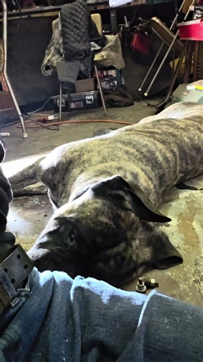 Brock my shop hound.