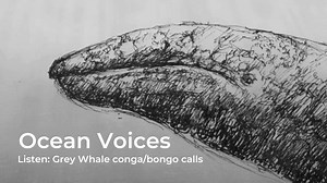 Listen . . . a Grey Whale making calls that sound like bongo drums! Please share to help #OceanVoices be heard. ______________ Marine mammals rely on sound for their survival. Noise can impact their ability to communicate, rest, mate, establish territory, navigate, socialize, hunt and avoid predation and other dangers. We believe that by hearing Ocean Voices, more people will realize why it helps to: - Give marine mammals space - Slow down - Shut down when possible - Improve vessel maintenance -