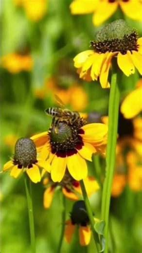 Drone Bees Explained in 60 Seconds! #shortvideo #dronebee #shorts #naturelovers