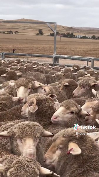 Sustainable Farming Practices for Sheep: A Day on the Farm