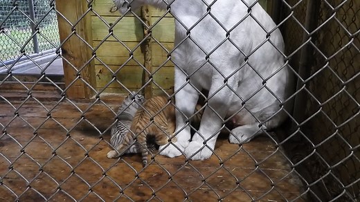 274K views · 42K reactions | It's a rainy day in Wisconsin. Nina and...