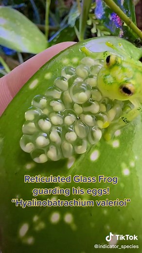 Reticulated Glass Frog Eggs: A Fascinating Look Inside Nature's Miracle
