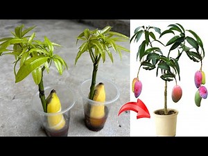 Good propagation method... using banana and coca as stimulants to make mango trees germinate quickly