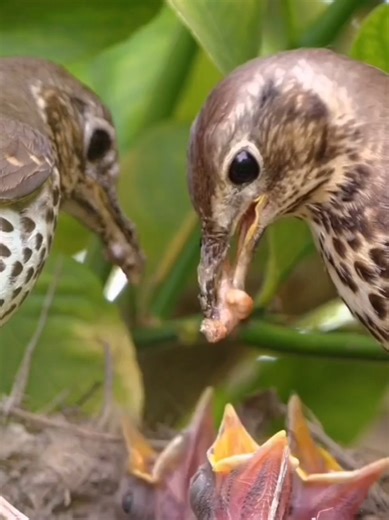 Despite decades of research, the precise biological mechanism that allows migrating birds to pinpoint and return to the same backyard tree or nesting site year after year remains one of ornithology's great mysteries. While we know they use a sophisticated toolkit—including the sun, stars, Earth's magnetic field, smells, and visual landmarks—the true enigma is their cognitive