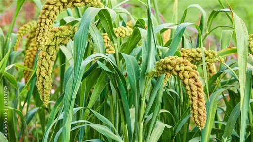 Foxtail millet, scientific name Setaria italica (Panicum italicum), is grass grown for human food. It is bristle-grass, dwarf or giant setaria, green foxtail, Italian, German or Hungarian millet