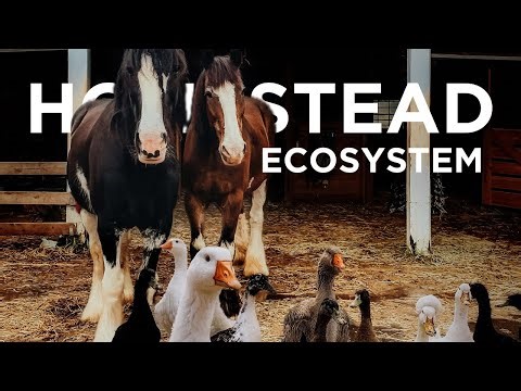 BUILD a PERMACULTURE homestead ECOSYSTEM with animals that CONTRIBUTE to the farm and to each other