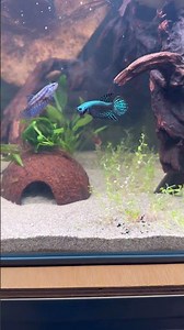 Male Alien Betta chasing female #alienbetta #betta #bettafish #aquarium #aquariumhobby #fish #tank