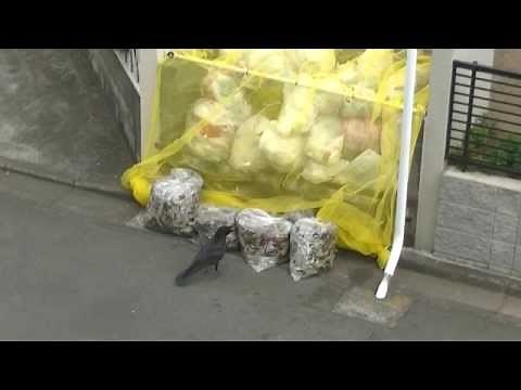 自治会、生ごみのカラス対策－１