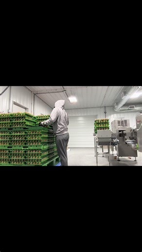 Egg Laying Process on a Poultry Farm