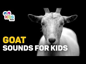 Animal Sounds for Kids - Goat (Bleat) Sounds for Children