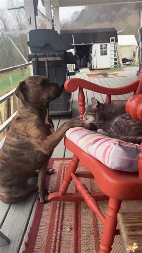 Dogs sleeping in positions that defy physics and common sense 🐶😂 #funny