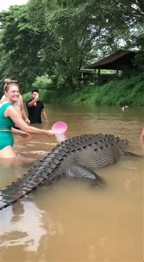 Lazy lizzard #funnyvideo #fun #animals #crocodile