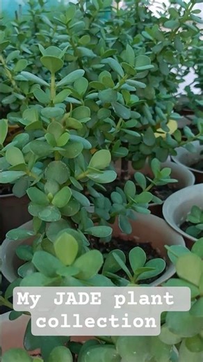 Mera Jade collection | Jade plant #shorts #garden #youtubeshorts