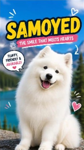 Samoyed – The Dog That Always Smiles