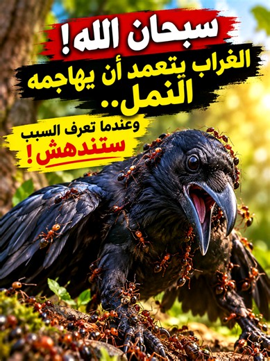 🔥 سبحان الله! لماذا يعرّض الغراب نفسه لهجوم النمل عمدًا؟ السر أغرب مما تتخيل! #history #explore #story #muslim
