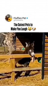 The Cutest Pets to Make You Laugh 😺🐶 #CutePets #FunnyPets #PetVideos #AdorableAnimals #PetsOfInstagram | Fluffies Pet