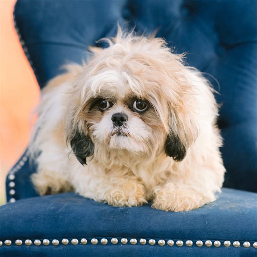 Cream Puff is a 5.5-year-old, 12.1lbs, female Shih Tzu (birthdate: 05/31/20). Cream Puff came to us due to having a grade 1 of 6 heart murmur. Our friends at Purdue University Cardio team performed an echo and confirmed mild degenerative valve disease which has resulted in mild dilation of the left heart chambers. This classifies as ACVIM stage B1 disease. This does not warrant treatment at this time; however, this is a progressive disease. A recheck echocardiogram in 6-12 months is recommended.