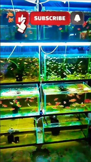 ​Most Beautiful Nature Fish Video 4K Relaxing Aquarium Fish & Nature Sound #viral #fish #trending